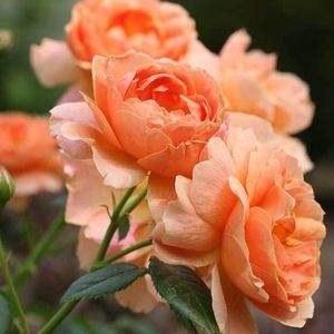 Meet your Posher, Jacquelynn